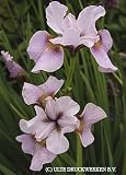 Siberian Iris Roanoke's Choice