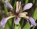 Coral Iris foetidissima - Very Hardy - Purple/Grey