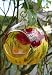 Gorgeous Glass Candle Globe, Poppy Design.