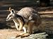 Kangaroo, Taronga Zoo, Sydney, Australia Photographic Poster Print by David Wall, 24x18