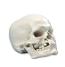 3B Scientific A29/3 Plastic Human Skull Model with Cleft Jaw and Palate, 11" x 9.1" x 7.7"