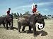 Elephants Playing Football, Elephant Round-Up Festival, Surin City, Thailand, Southeast Asia Photographic Poster Print by Alain Evrard, 12x16