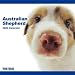 Australian Shepherd 2009 Calendar