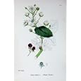 BOTANY PLANTS c1902 SUBERECT BRAMBLE RUBUS SUBERECTUS