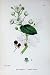 BOTANY PLANTS c1902 SUBERECT BRAMBLE RUBUS SUBERECTUS
