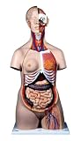 Deluxe Dual Sex Torso 24 Part 3D Model-Model#AW-B30