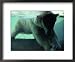 A polar bear plays with a ball under the water Photographers Framed Art Poster Print by Michael Nichols, 22x18