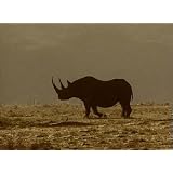 Black Rhino - On the Brink (2009)