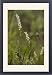 Framed Prints of Alpine bistort in flower, with bulbils below flowers from Ardea Wildlife Pets Framed Prints of Alpine bistort in flower, with bulbils below flowers from Ardea Wildlife Pets