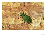Green Tiger Beetle, Adult on Pine Bark, Scotland Animals Photographic Poster Print by Mark Hamblin, 40x30