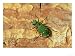 Green Tiger Beetle, Adult on Pine Bark, Scotland Animals Photographic Poster Print by Mark Hamblin, 16x12