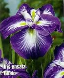 Gusto Japanese Iris - Likes moist areas -Limited Supply