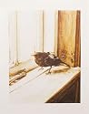 Blackbird Bird SIGNED LIMITED EDITION PRINT (500 only) - by Wildlife Artist Steve Greaves