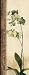 Dreamweaver I Beautiful MUSEUM WRAP CANVAS Print with Added BRUSHSTROKES Liz Donovan 12x32