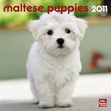 Maltese Puppies 2011 7X7 Mini Wall (Multilingual Edition)