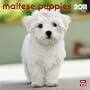 Maltese Puppies 2011 7X7 Mini Wall (Multilingual Edition)