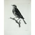 1909 THE REDWING TURDUS ILIACUS MALE ADULT BIRD
