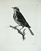 1909 The Redwing Turdus Iliacus Male Adult Bird