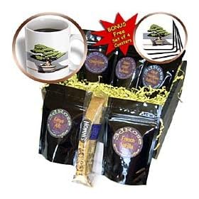 Trees - Bonsai Tree - Coffee Gift Baskets - Coffee Gift Basket