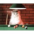 Animal Funny Cat Playing Pool HAT Art Print POSTER LOL - 13x19