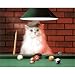 Animal Funny Cat Playing Pool HAT Art Print POSTER LOL - 13x19 Animal Funny Cat Playing Pool HAT Art Print POSTER LOL - 13x19