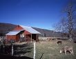 Cow Barn Photograph - Beautiful 16x20-inch Photographic Print by Carol M. Highsmith