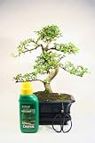 418v1pNuI%2BL. SL160  Indoor Bonsai Tree Gift Set   Medium Sized Chinese Elm   20cm Pot, 28 34cm High