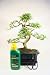 Indoor Bonsai Tree Gift Set – Medium Sized Chinese Elm – 20cm Pot, 28-34cm High