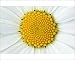 Photographic Prints of USH-1360 Ox-Eye DAISY - Detailed study of flower from Ardea Wildlife Pets
