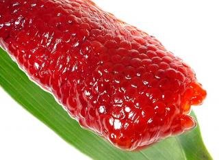 職人こだわり鮭すじこ（塩）500ｇ