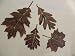 Metal Wall Art Decor Leaf Accents Set of 4