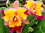 Lawn & Patio - Potinara Dick Smith 'Paradise' Hybrid Orchid Plant [CAT073]