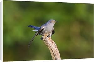 Cuckoo - On flight perch Canvas Prints