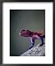 Agama Lizard (Agama Agama), Serengeti National Park, Arusha, Tanzania Framed Art Poster Print by Lawrence Worcester, 18x22