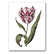 genus Tulipa 7 - 5" x 7" Museum Quality Greeting Card