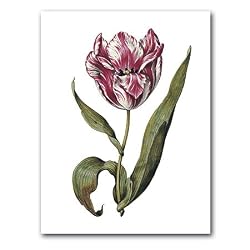 genus Tulipa 7 - 5" x 7" Museum Quality Greeting Card