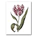 genus Tulipa 7 - 5" x 7" Museum Quality Greeting Card