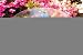 Dragonflies Glass Birdbath