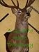 How to do Home Taxidermy & Learn About Taxidermy Supplies