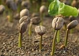【栽培用】パーチメントコーヒーの種 (発芽用珈琲種子) 芽が出た姿が可愛すぎると話題! (50)