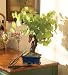 Wine Grape Bonsai