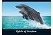 Delfine Dolphins - Spirit of Freedom - Tier-Poster Bild