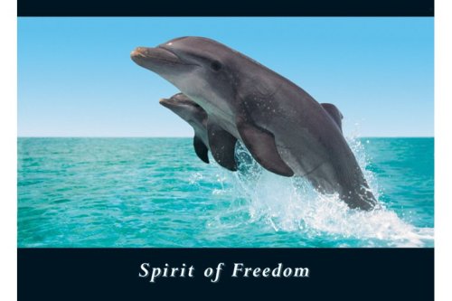 Delfine Dolphins - Spirit of Freedom - Tier-Poster Bild