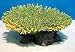 Natures Image No. 2A Table Acropora Green 5.5 in x 5.5 in x 2.5 in Coral Reproduction