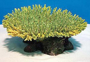 Natures Image No. 2A Table Acropora Green 5.5 in x 5.5 in x 2.5 in Coral Reproduction