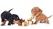 Dachshund Puppies and New Year Gift - 36
