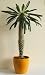 Pachypodium Lamerei (madagaskarpalme) - 36