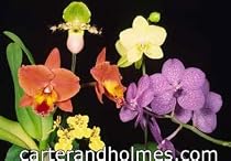 Orchid plant in spike or bud for up to $30.00