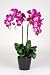 Artificial 28" Double Stem Phalaenopsis Orchid, Purple