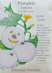 Pumpkin Lumina Seeds